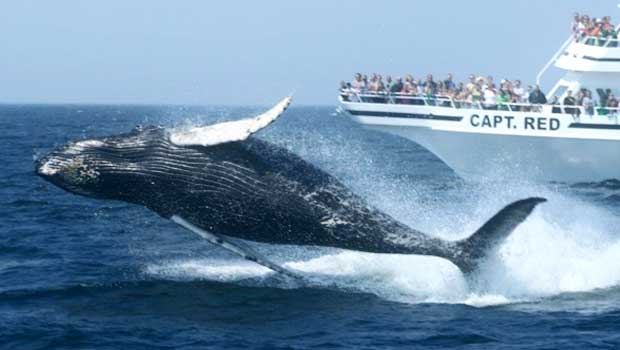 whale-watching-liguria